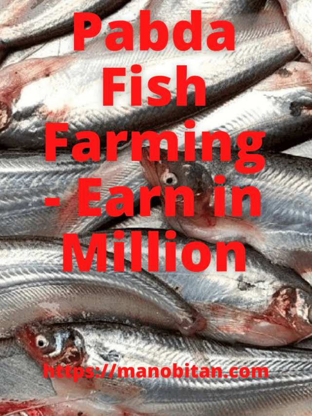 Read more about the article Pabda Fish Farming – Earn in Million