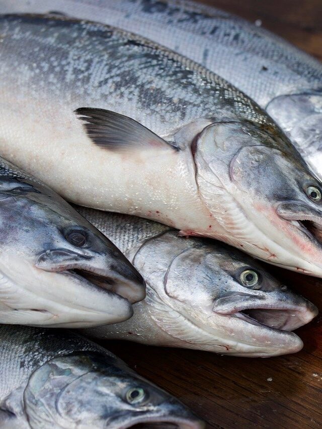 Read more about the article Why Protein rich Salmon Fish is Necessary for  US  Citizen?