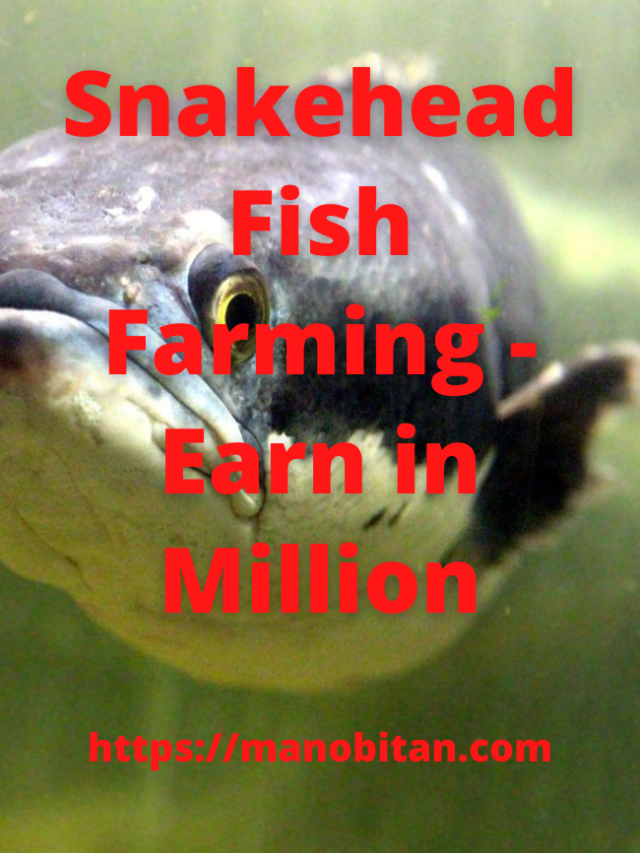 Read more about the article Snakehead Fish Farming – Earn in Million