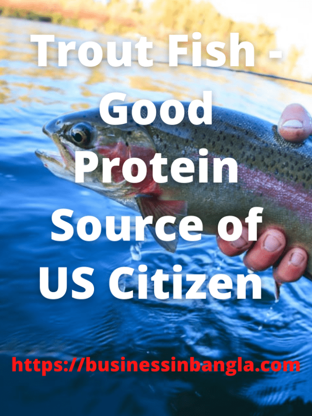 Read more about the article Trout Fish – Good Protein Source of US Citizen