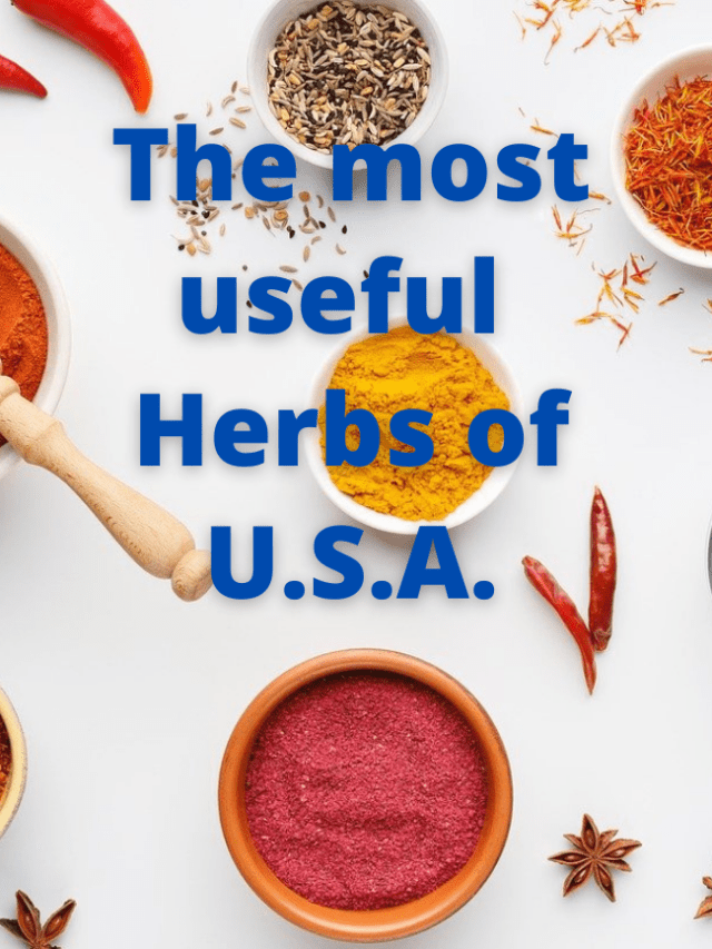 Read more about the article The most useful  Herbs of U.S.A.