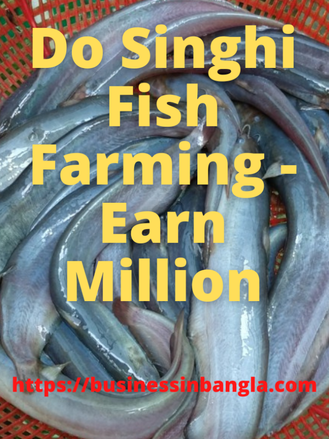 Read more about the article Do Singhi Fish Farming – Earn Million