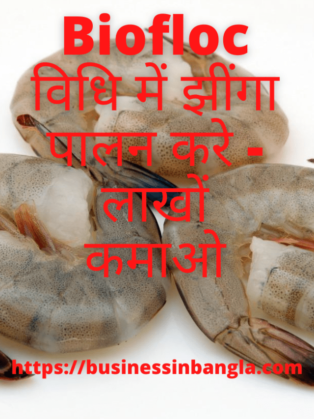 Read more about the article Biofloc विधि में झींगा  पालन करे – लाखों कमाओ