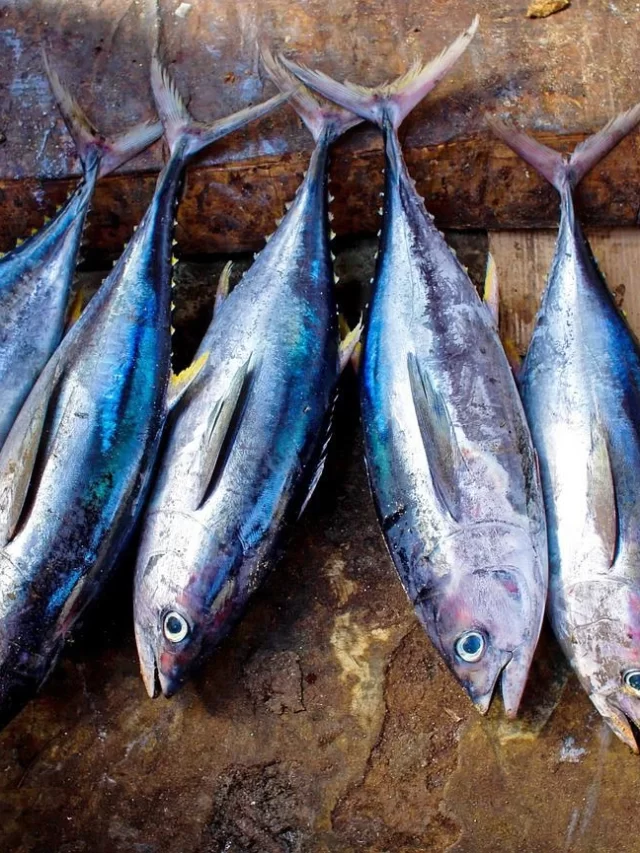 Read more about the article Tuna fish can reduce daily nutrients demand for US Citizens