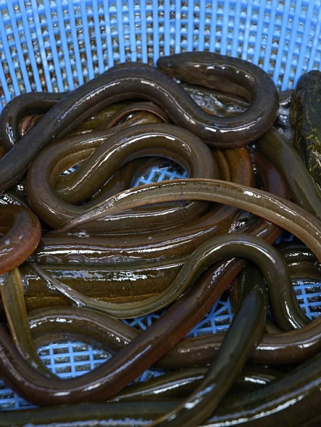 Read more about the article Why Eel Farming is very Profitable for US  Fish Farmer