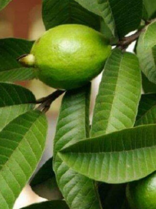 Read more about the article Guava leaf Can Solve your many Health issue- Read It.